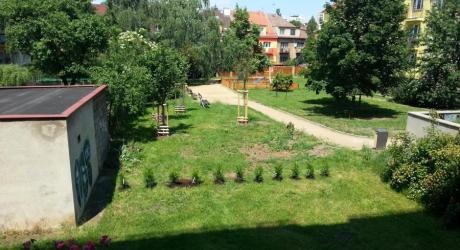 Vysazení živého plotu